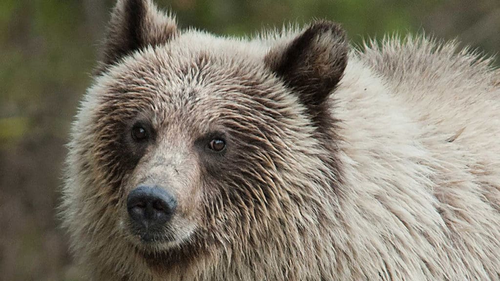 A grizzly bear in B.C.'s West Kootenays