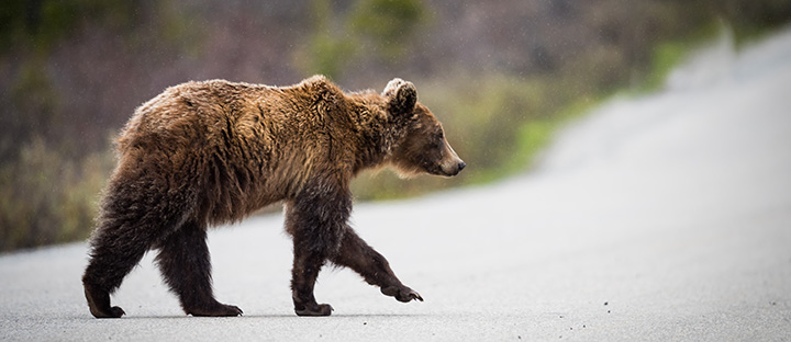 Grizzly bear crossing a road