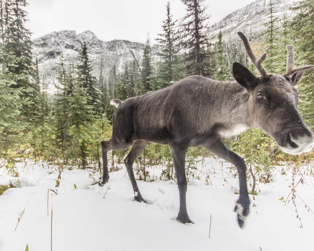 Mountain caribou walks on snow