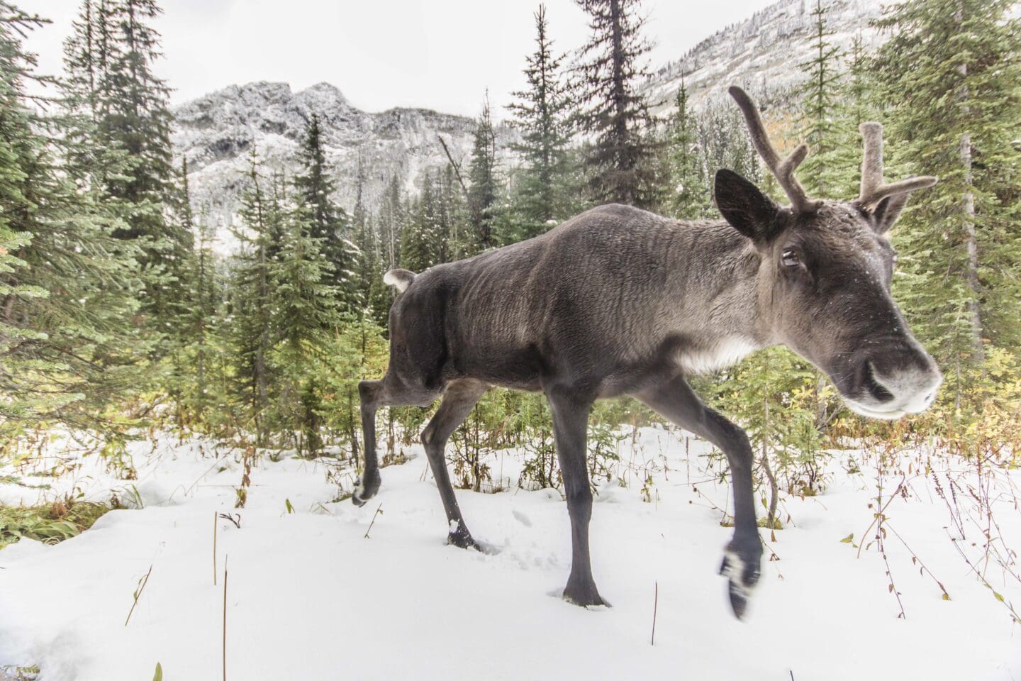 Mountain caribou walks on snow