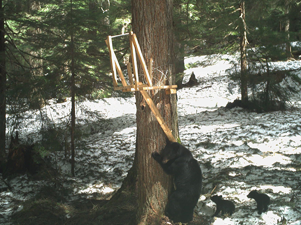 Remote camera photo of a black bear and two cubs beside a tree holding a wolverine research station. Mirjam Barrueto photo