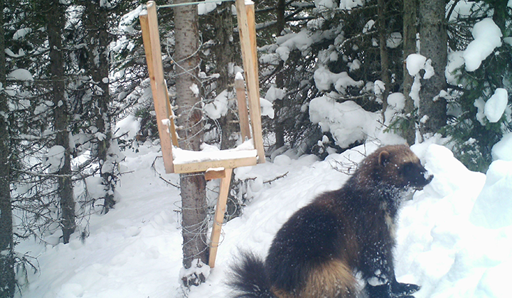 Remote camera photo of a wolverine in the snow