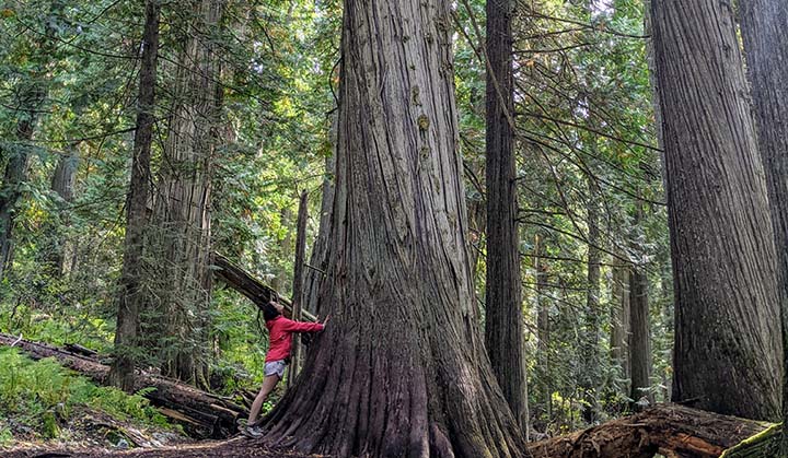 A person standing at the base (left side) of a massive old growth tree, looking up forward the green forest canopy