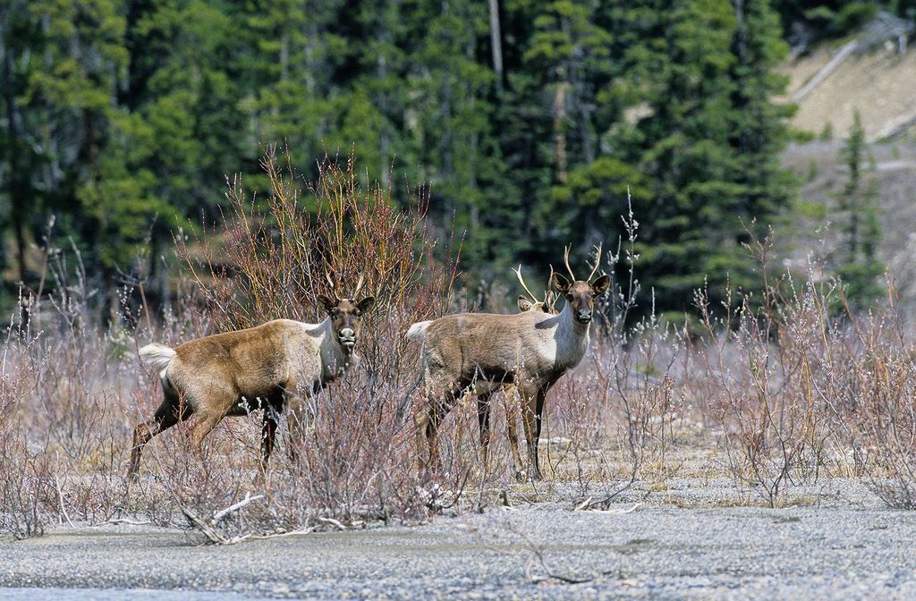 Three of Jasper's mountain caribou look to the camera