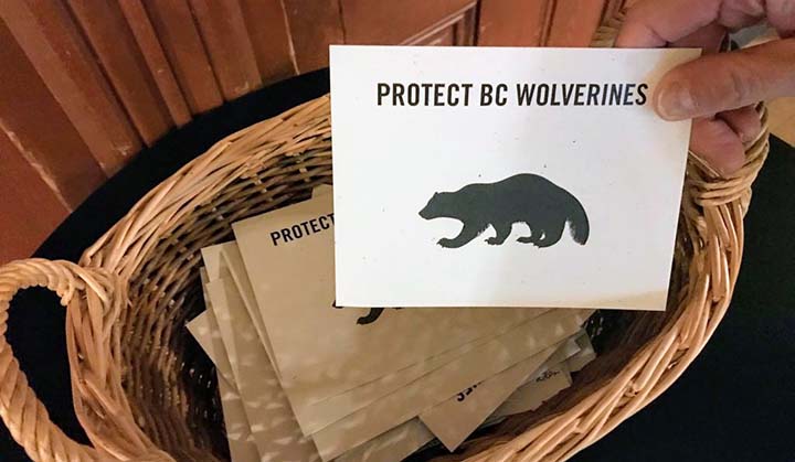 Someone holding a white card with a wolverine silhouette and text that reads Protect B.C. Wolverines