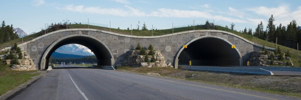 How wildlife bridges over highways make animals—and people—safer