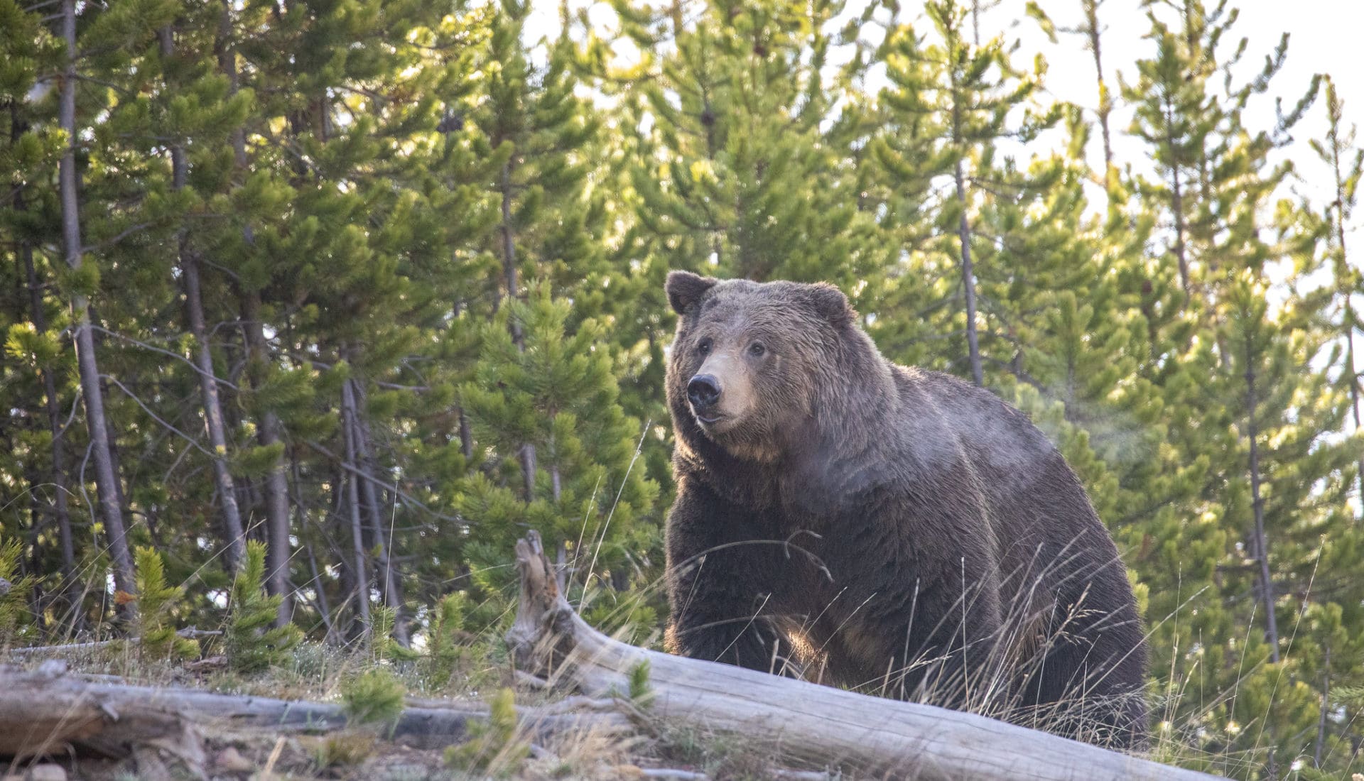 A grizzly bear in Yellowstone National Park