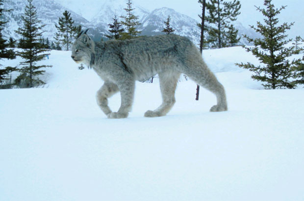 Making Moves: Canada Lynx in Vermont - The National Wildlife Federation Blog