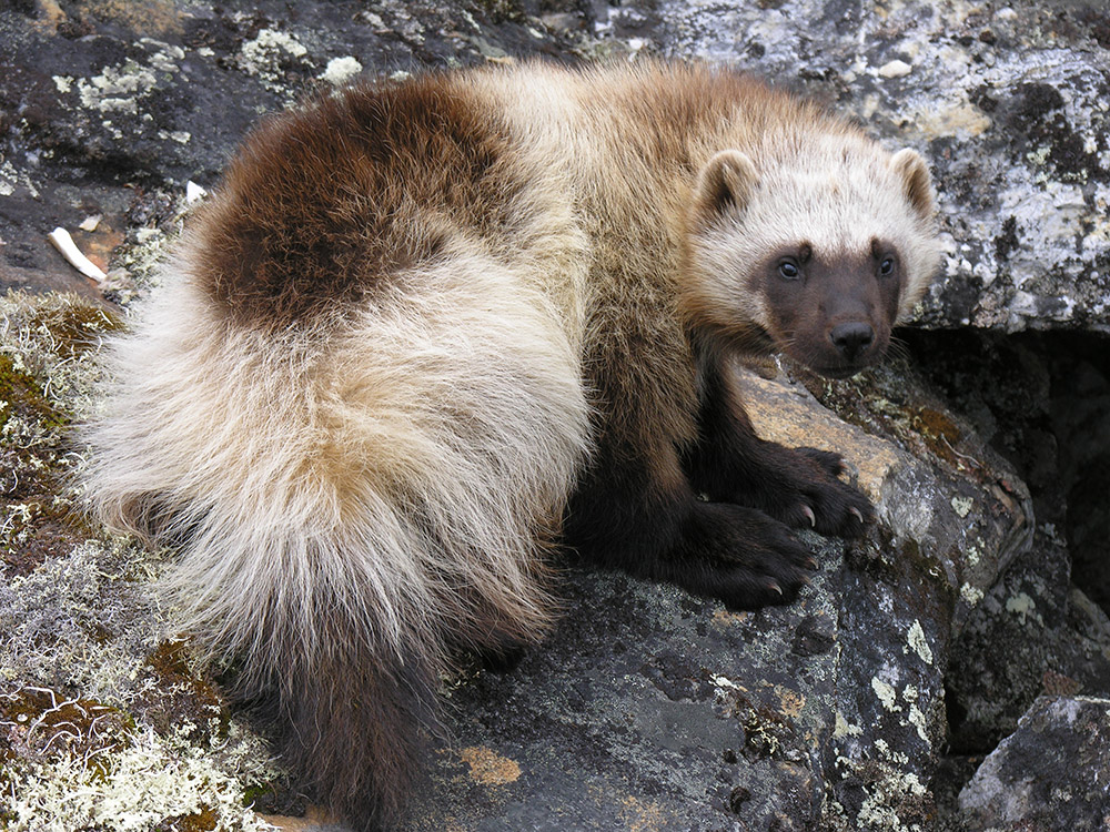 A wolverine stands on rock and looks at the camera