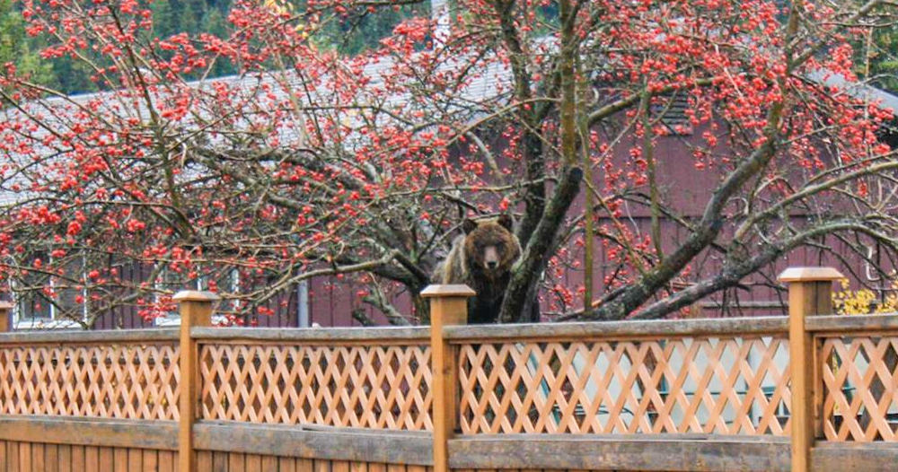 a bear in a fruit tree in B.C.