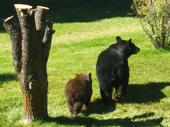 A bear and cub near Fernie and one of the fruit trees cut down during the project.