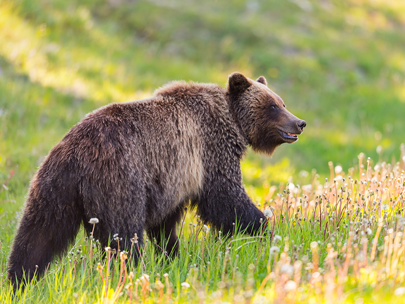 A grizzly bear walks through long grass away from the camera