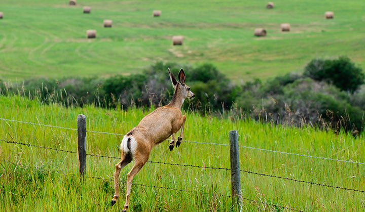 A mule deer jumping over a fence in a grassy green ranching landscape.