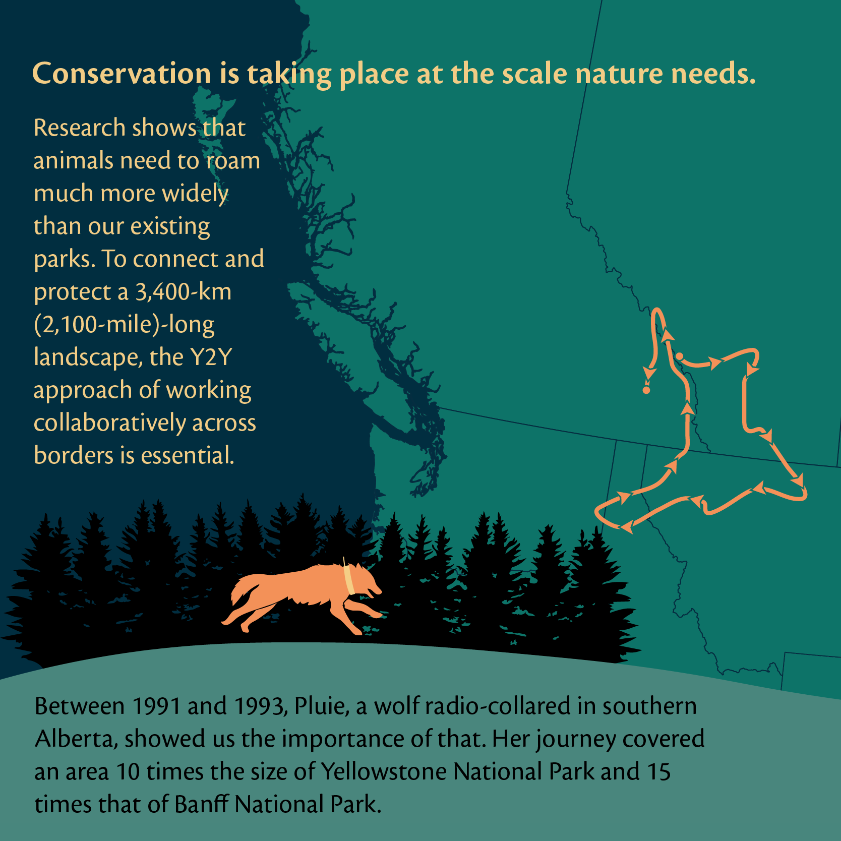 Let's celebrate 25 years together - Yellowstone to Yukon Conservation ...