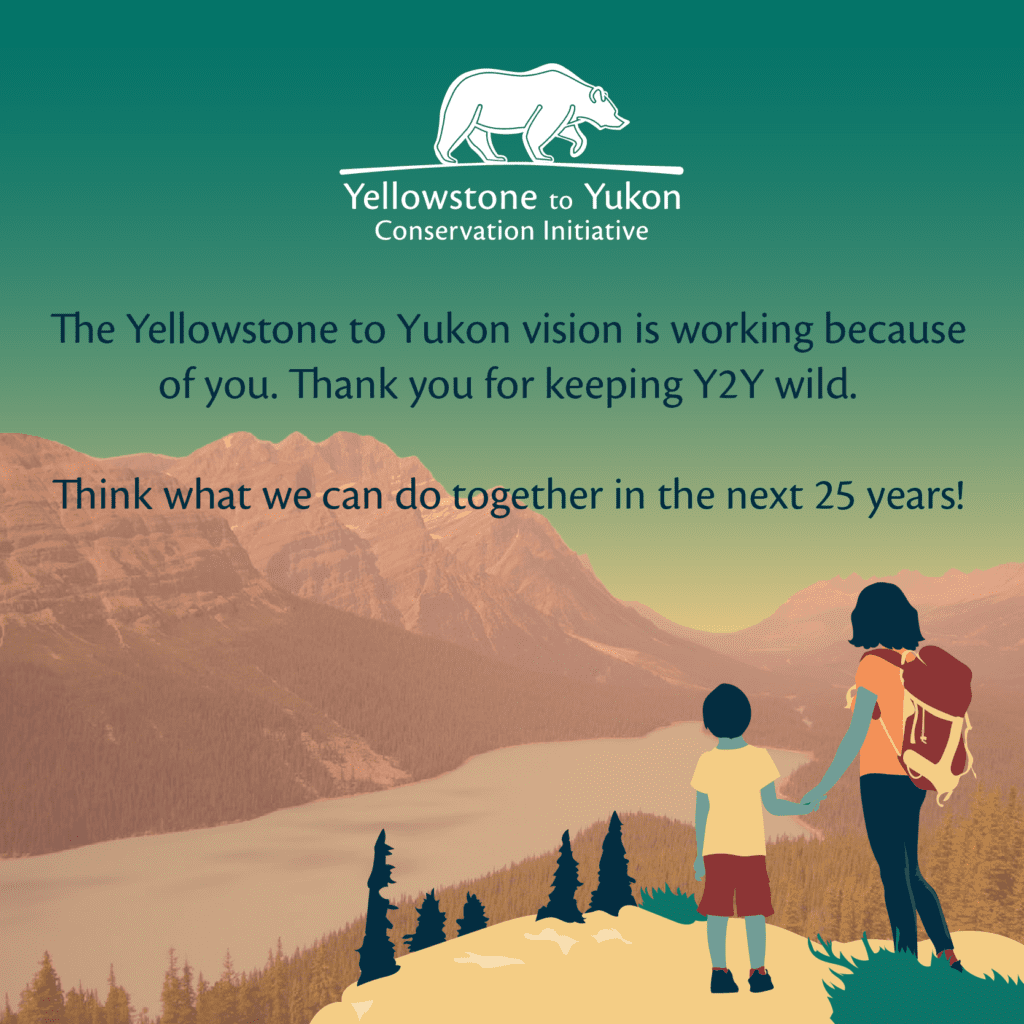 An infographic showing key successes from the first 25 years of the Y2Y vision in the Yellowstone to Yukon region