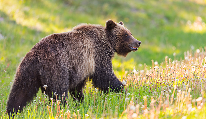 A grizzly bear walking through a bright green and yellow field