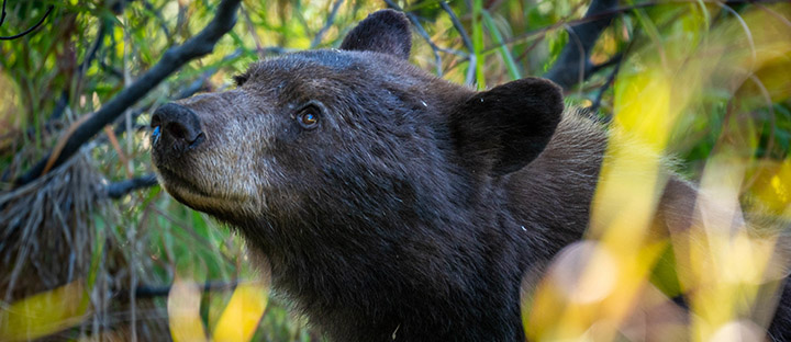 A black bear looks up and is surrounded by foliage