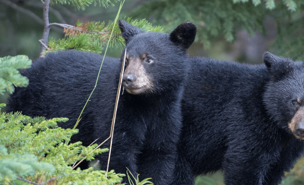 Black bear cubs in the forest