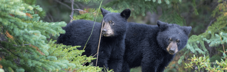 Black bear cubs in the forest