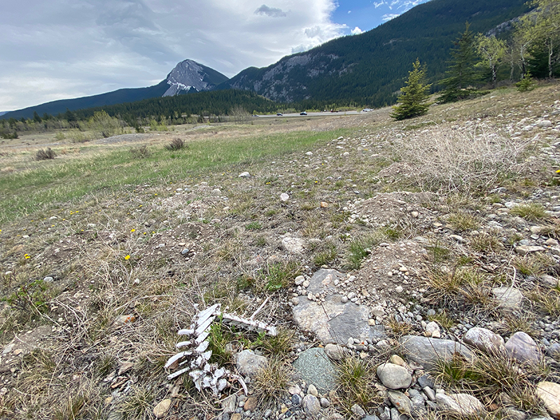Animal bones are seen in the foreground of a photo near a new overpass for wildlife being built east of Canmore, Alta., on Highway 1. 