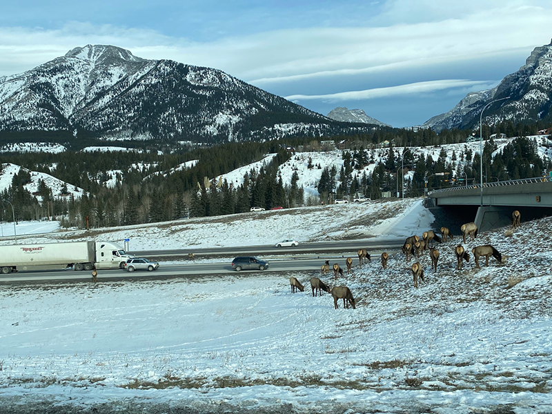 Elk gather near Highway 1 at an exit near Canmore, Alta. 