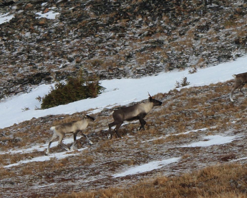 The Quintette mountain caribou herd near Tumbler Ridge, British Columbia in 2018. Credit: Antonio Sunción.