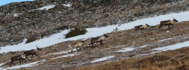 The Quintette mountain caribou herd near Tumbler Ridge, British Columbia in 2018. Credit: Antonio Sunción.