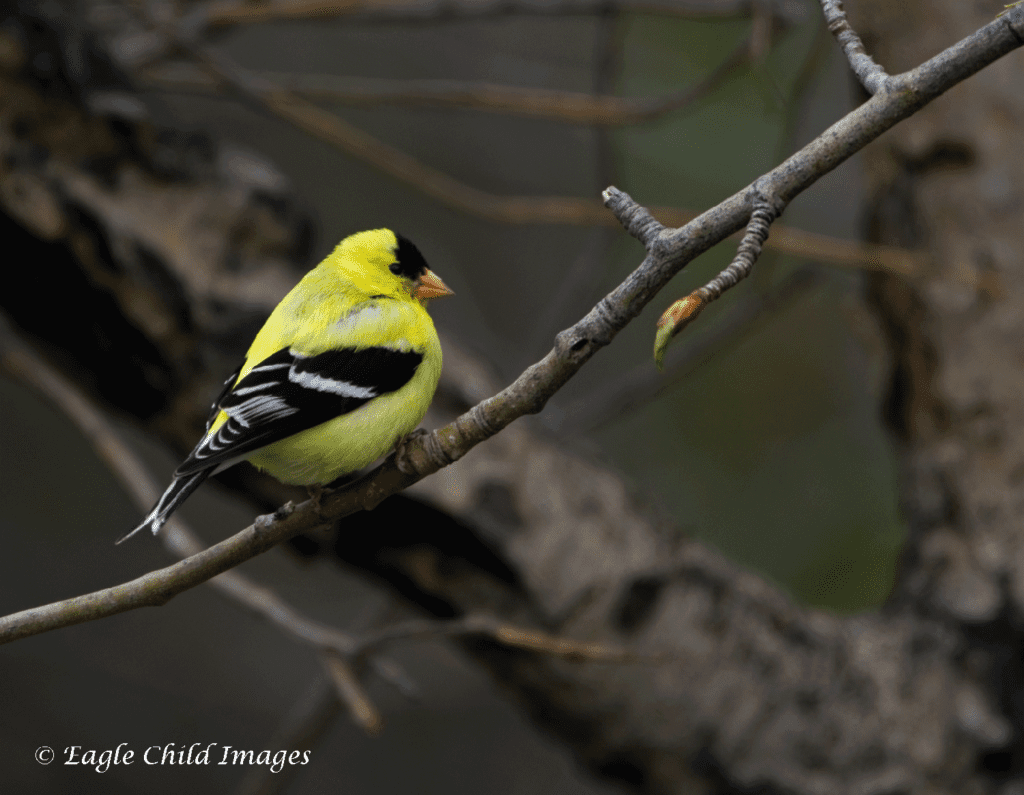 American goldfinch | Eagle Child Images