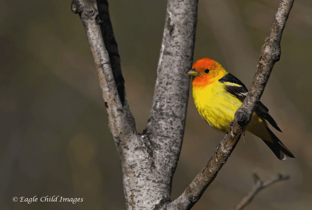 Western Tanager | Eagle Child Images