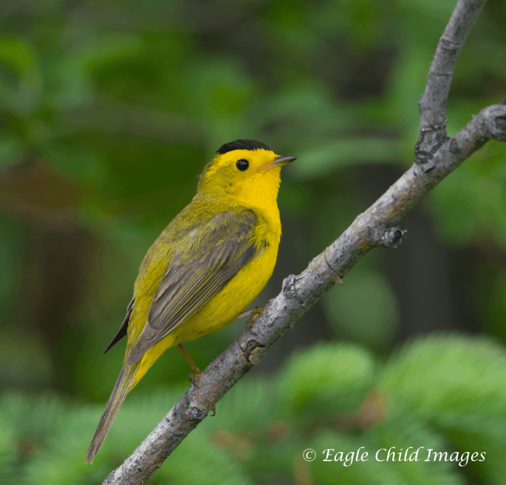 Wilson's Warbler | Eagle Child Images