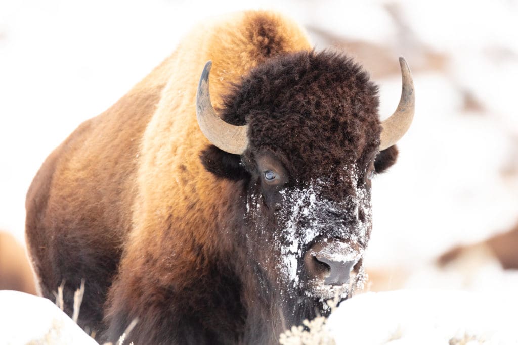 Close up of a bison in snow