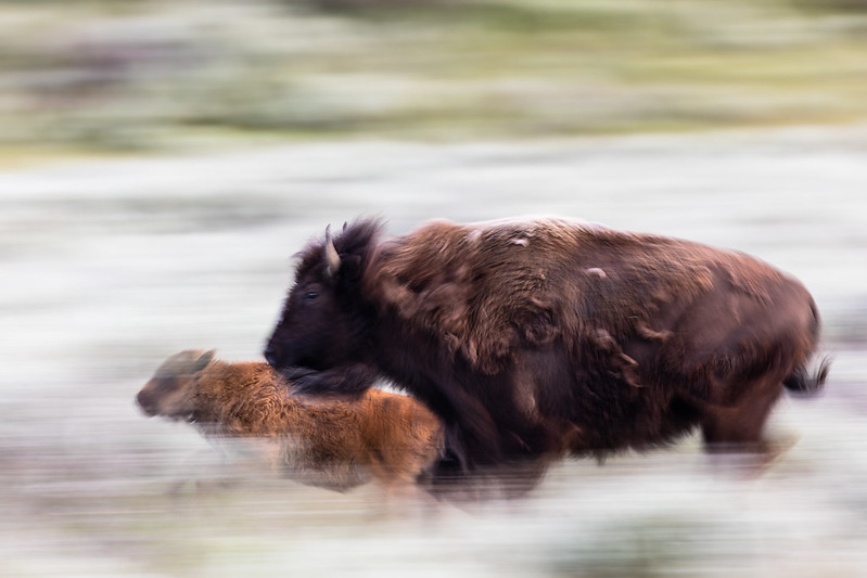 A bison and calf run across the landscape