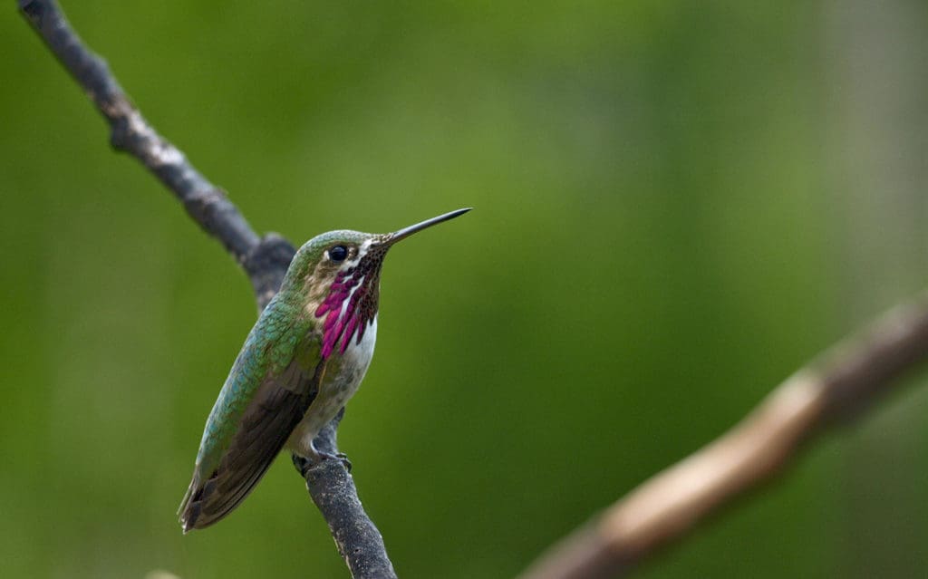 Calliope hummingbird | Eagle Child Images