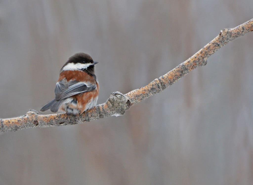 Chestnut backed chickadee | Eagle Child Images