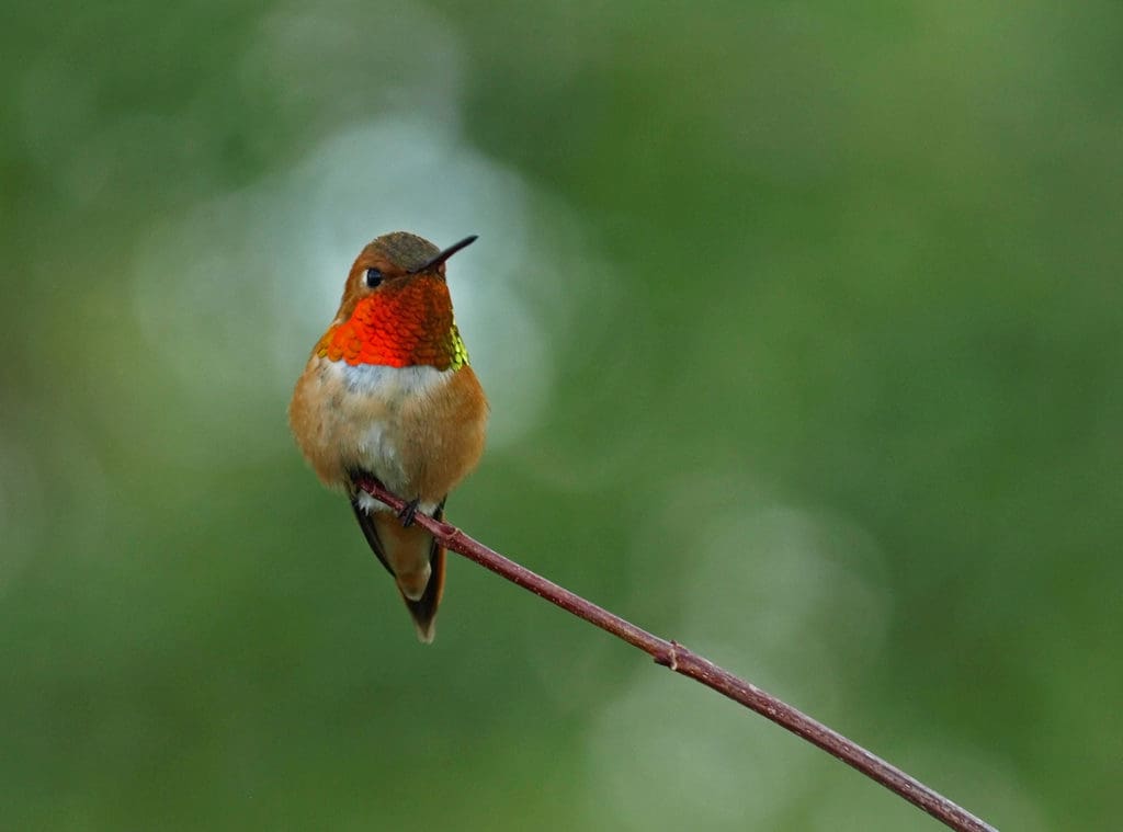 Rufous hummingbird | Eagle Child Images