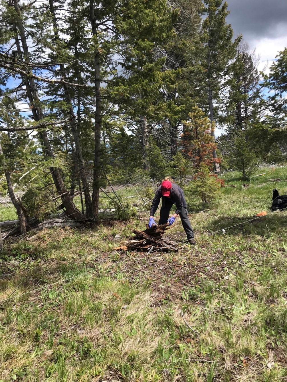 Setting up a monitoring station for detecting grizzly bears