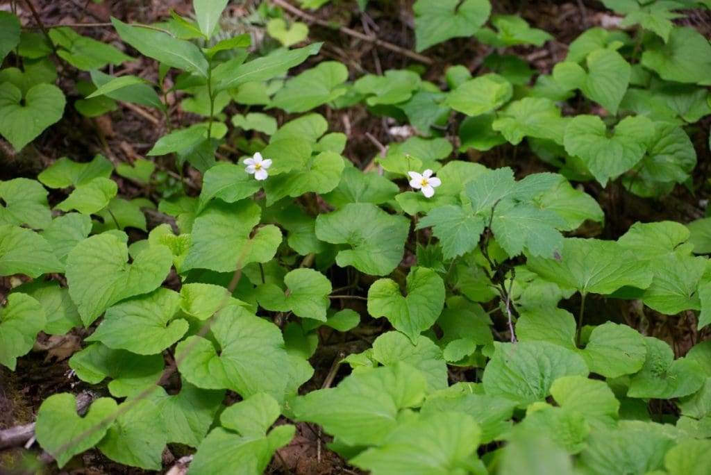 White Canada violet flowers among green leaves