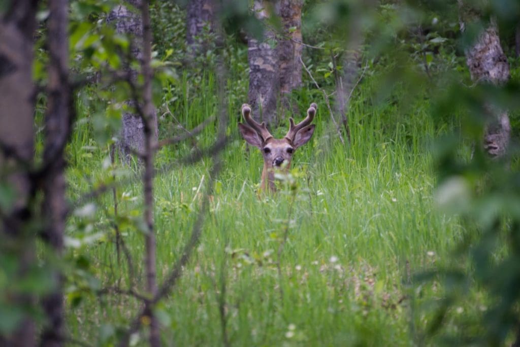 A mule buck peeks through green grass