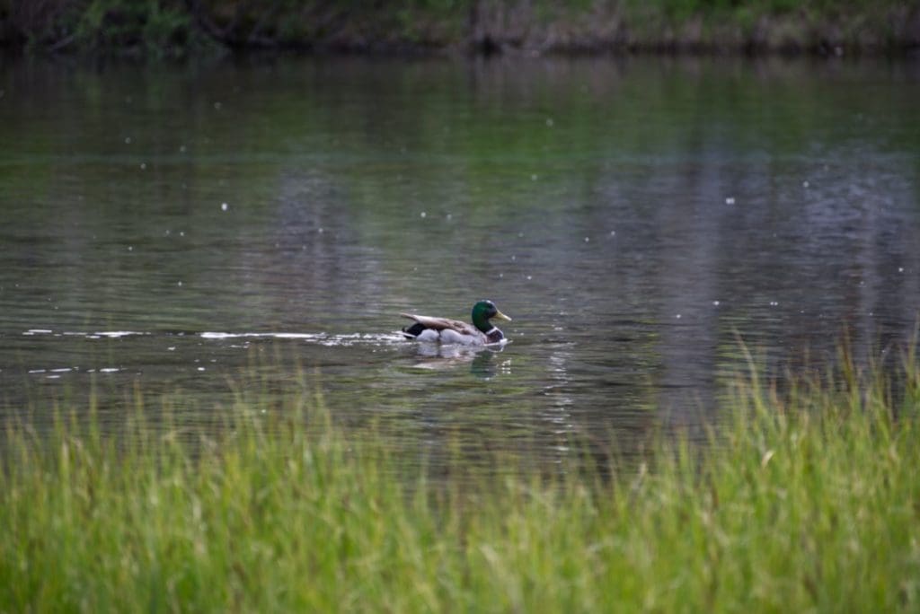 A mallard duck floats across a pond