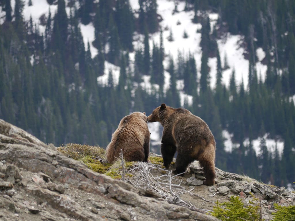 Two grizzly bears sit facing away from the camera along a rocky ridge. The grizzly bear on the right stands and licks the ear of the left grizzly bear that is sitting