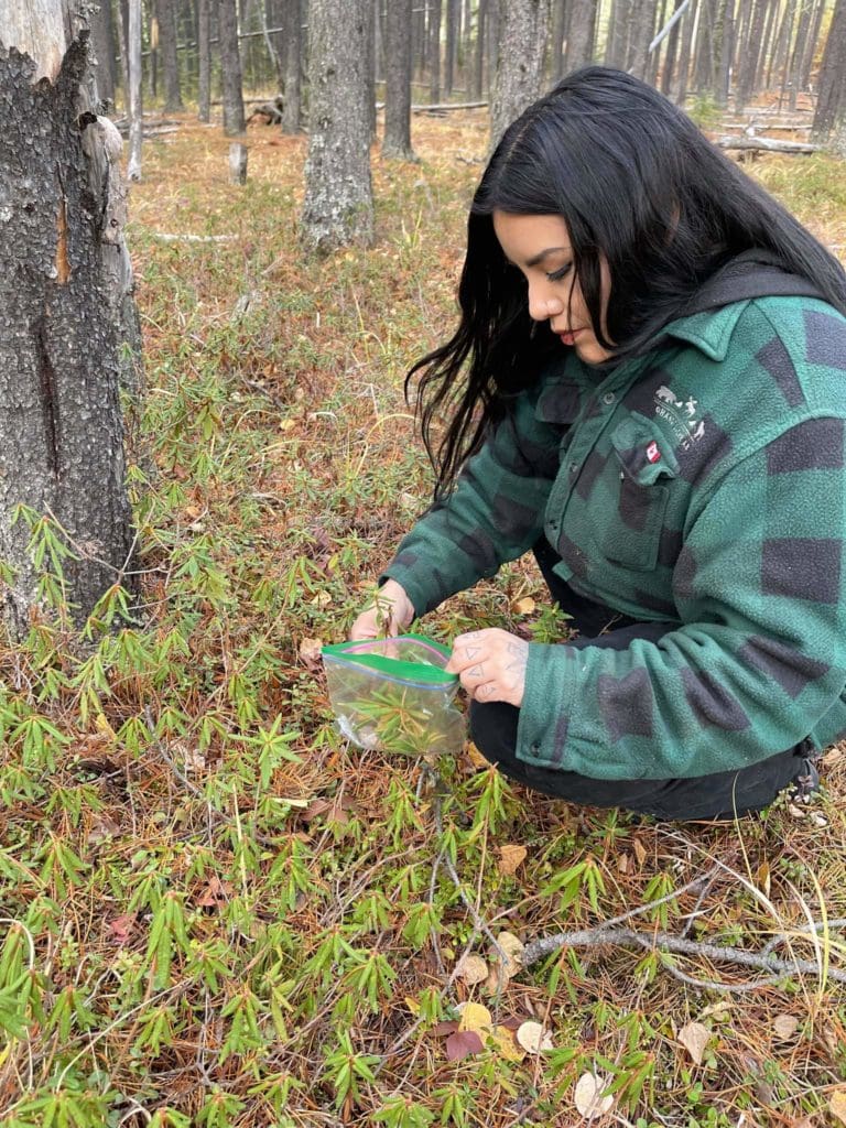 A woman kneels close to the ground gathering small leaves of Labrador tea