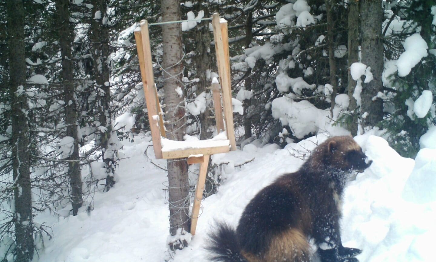 Wolverine at a research station