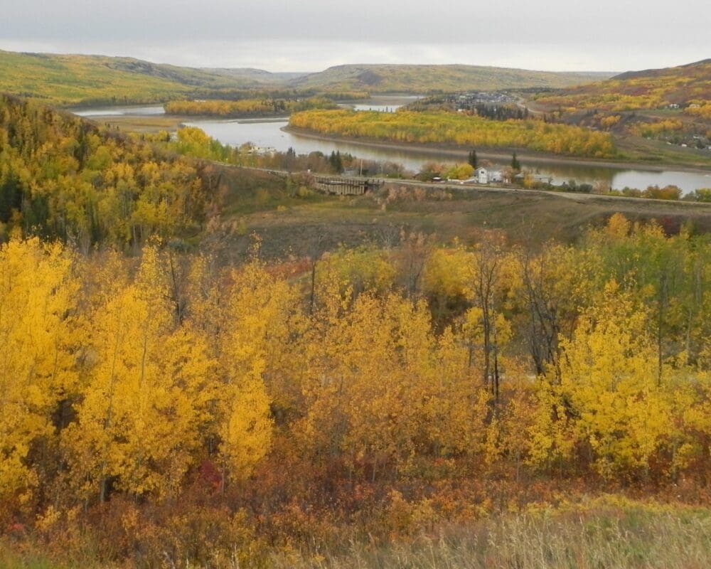 A scene of yellow trees and the Peace River