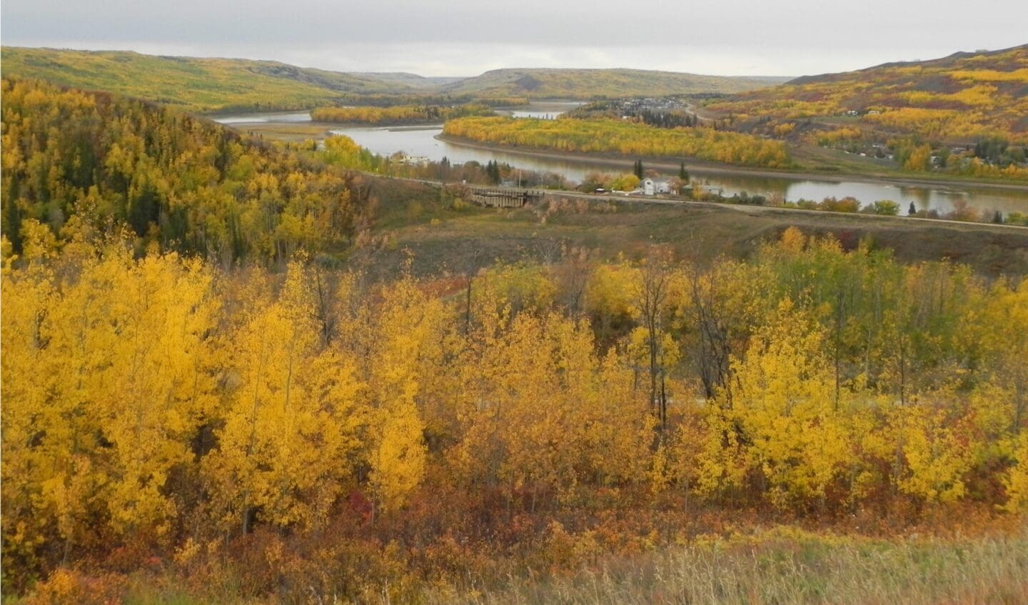 A scene of yellow trees and the Peace River