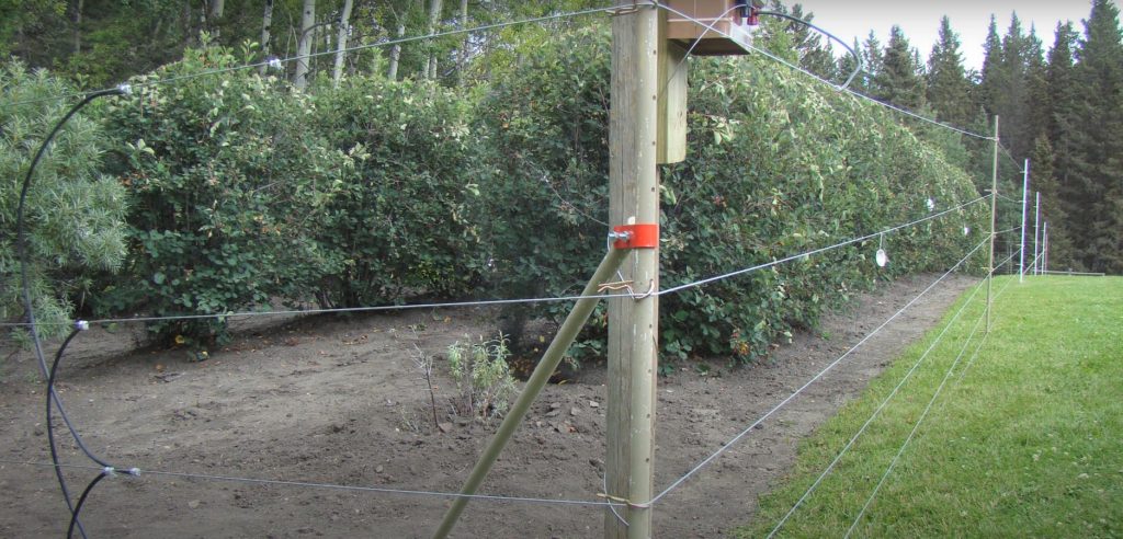 A five strand electric fence surrounds fruit trees. 