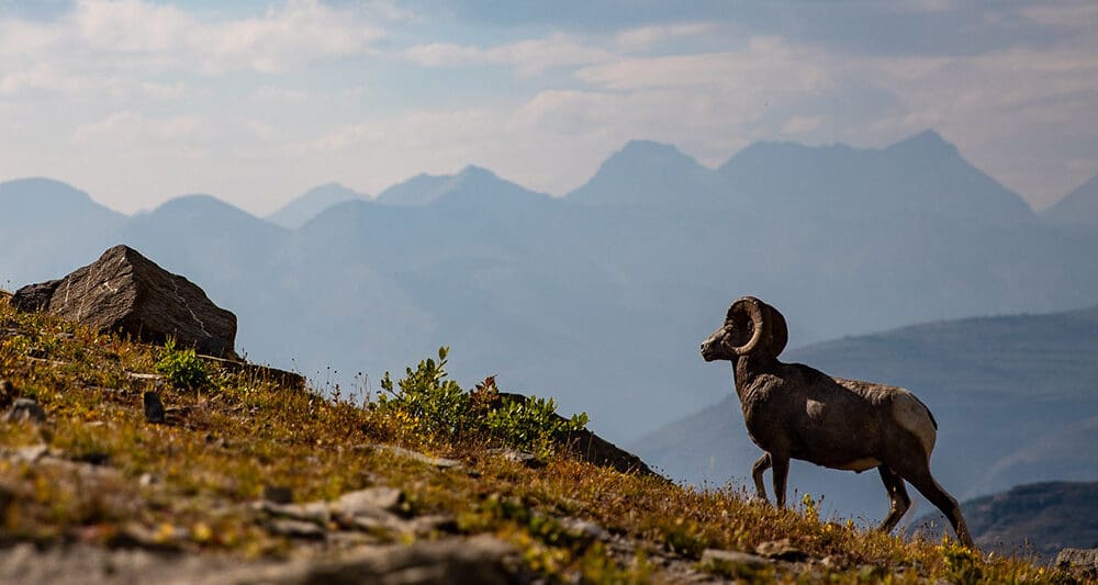Bighorn sheep in Glacier National Park climbs up a rocky mountain side