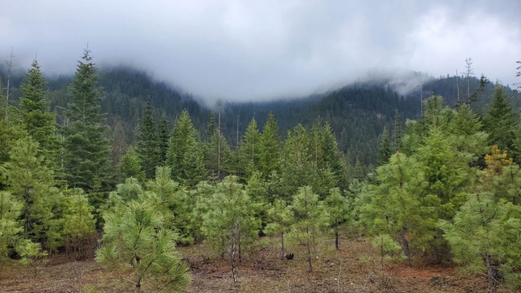 A view of a misty forest in northwest Montana