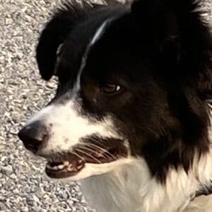 Molly the border collie has a Salvador Dali-like mustache