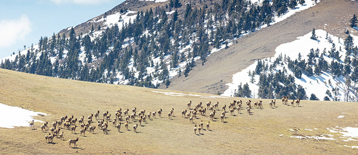 Elk move over a ridge in Yellowstone National Park