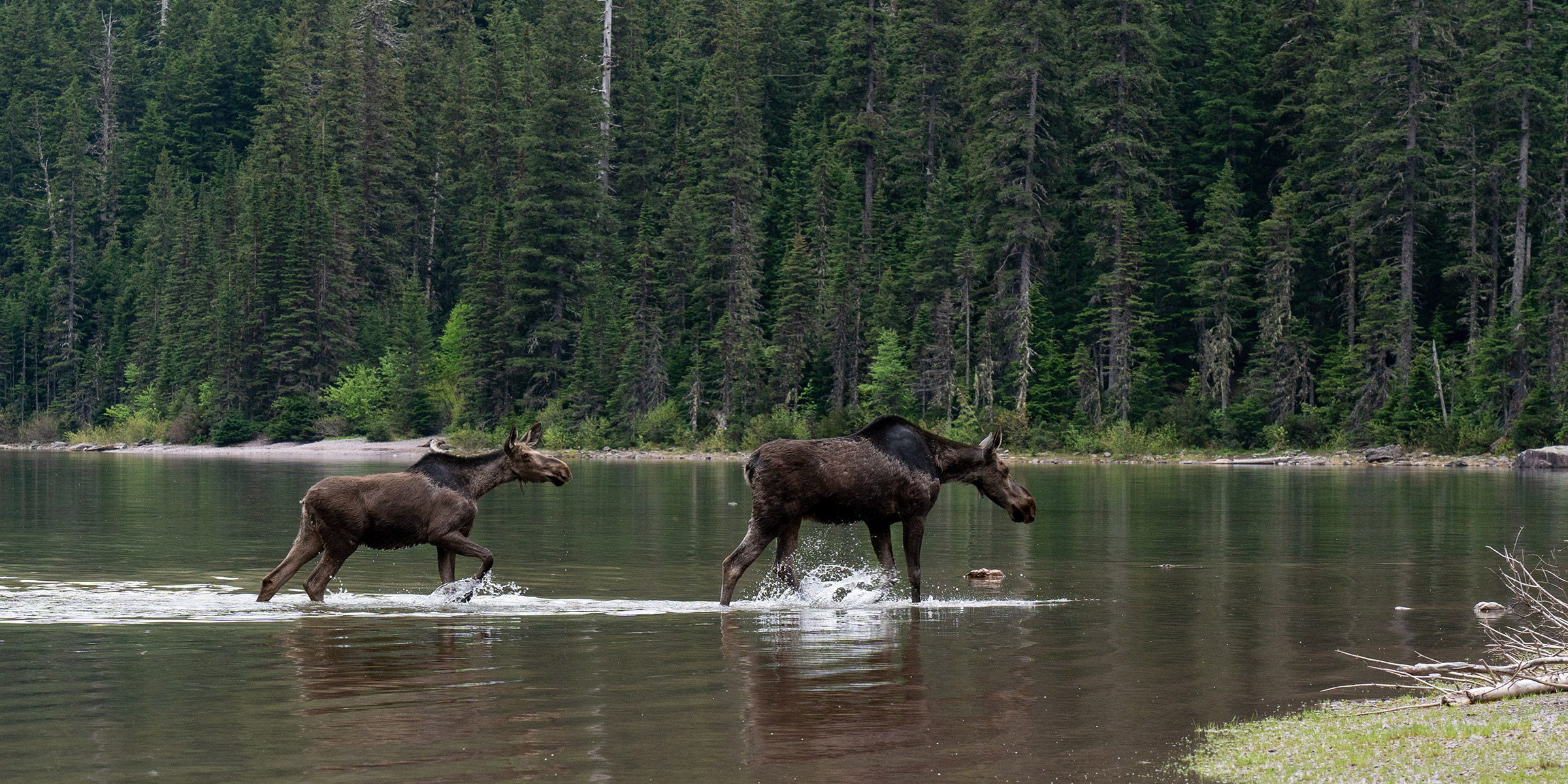Moose crossing